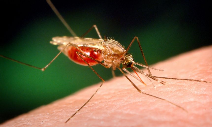 Из-за распространения этого комара учёные пророчат новую пандемию.